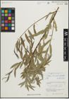 Foto von Salix linearifolia E. L. Wolf